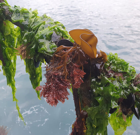 seaweed research new zealand