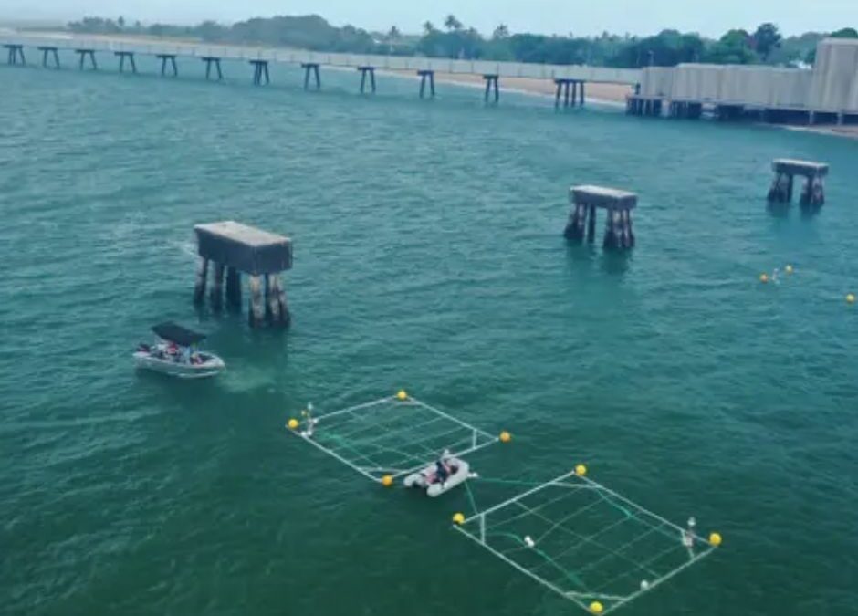 Seaweed systems deployed to protect Great Barrier Reef