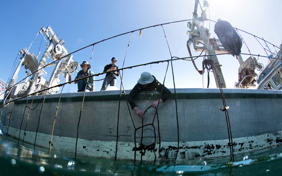 Seaweed farming: Hauraki Gulf pilot programme paves way for potential aquaculture industry