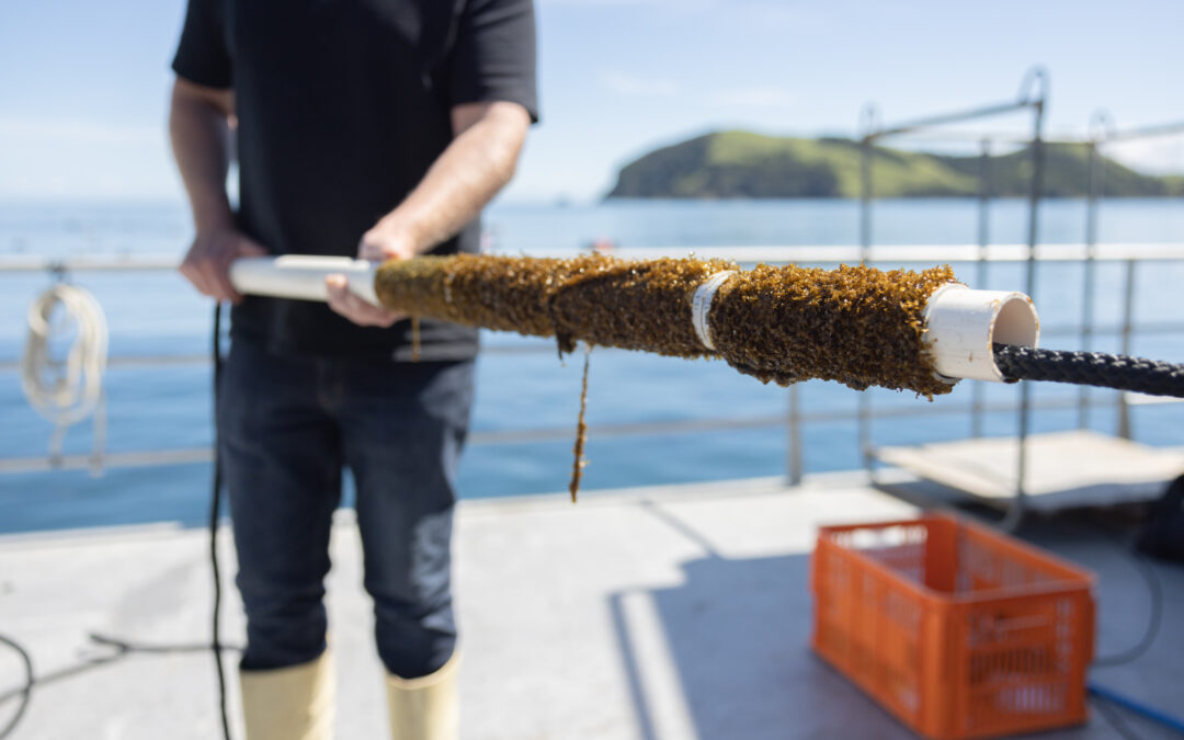 GreenWaveNZ hatching seaweed industry with first  seedlings in the water