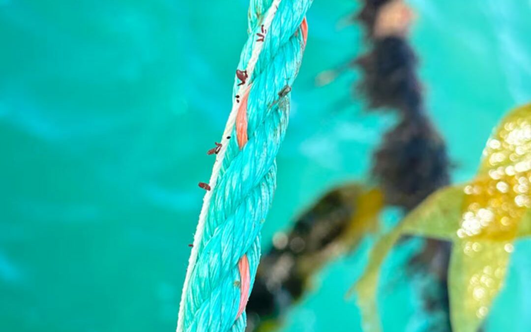 Seaweed farming: Commercial planting starts in Coromandel