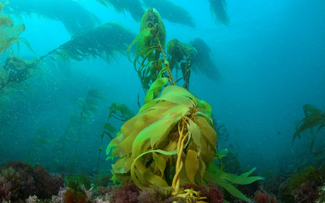 Launch of the Seaweed Sector Framework