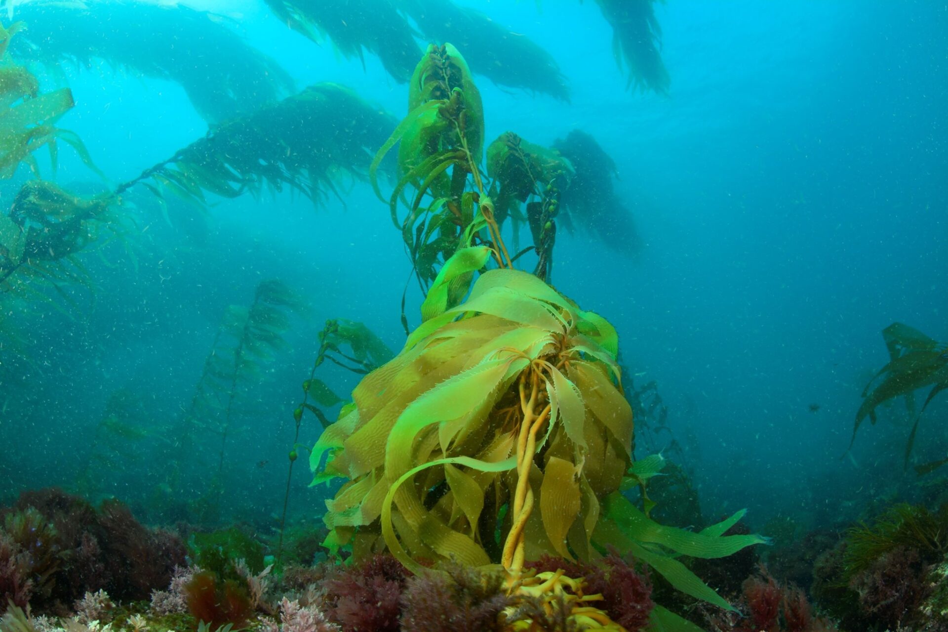 Seaweed Sector Framework