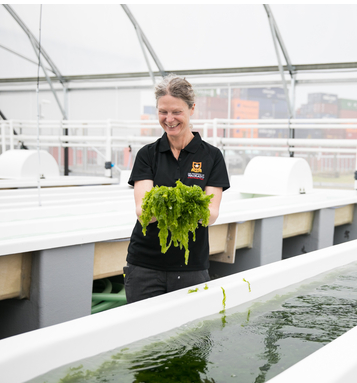 Waikato Mari and Sea Lettuce